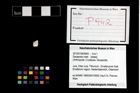 Foto (Objekt + Etikett) von Decapoda indet.  (NHMW-GEO-2014-0194-0942)